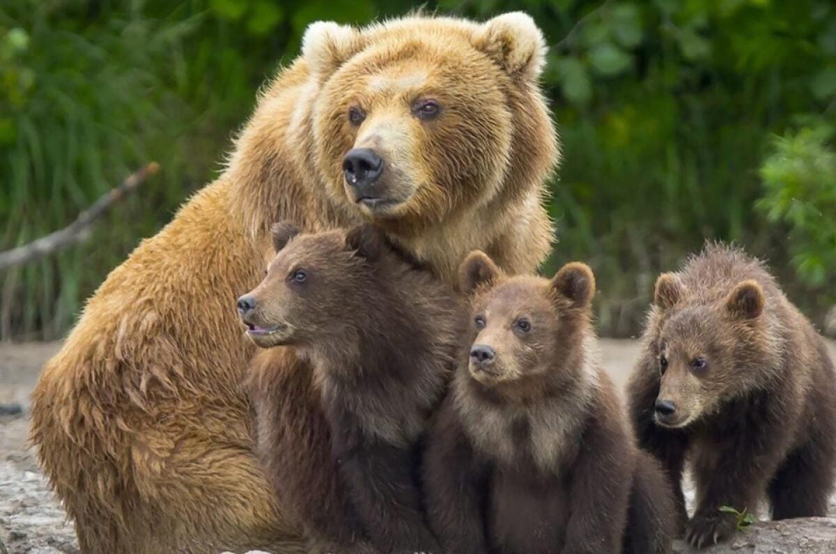 Brambilla: “Tar accoglie il ricorso e sospende l’ultimo decreto sull’abbattimento dell’orsa JJ4” - 