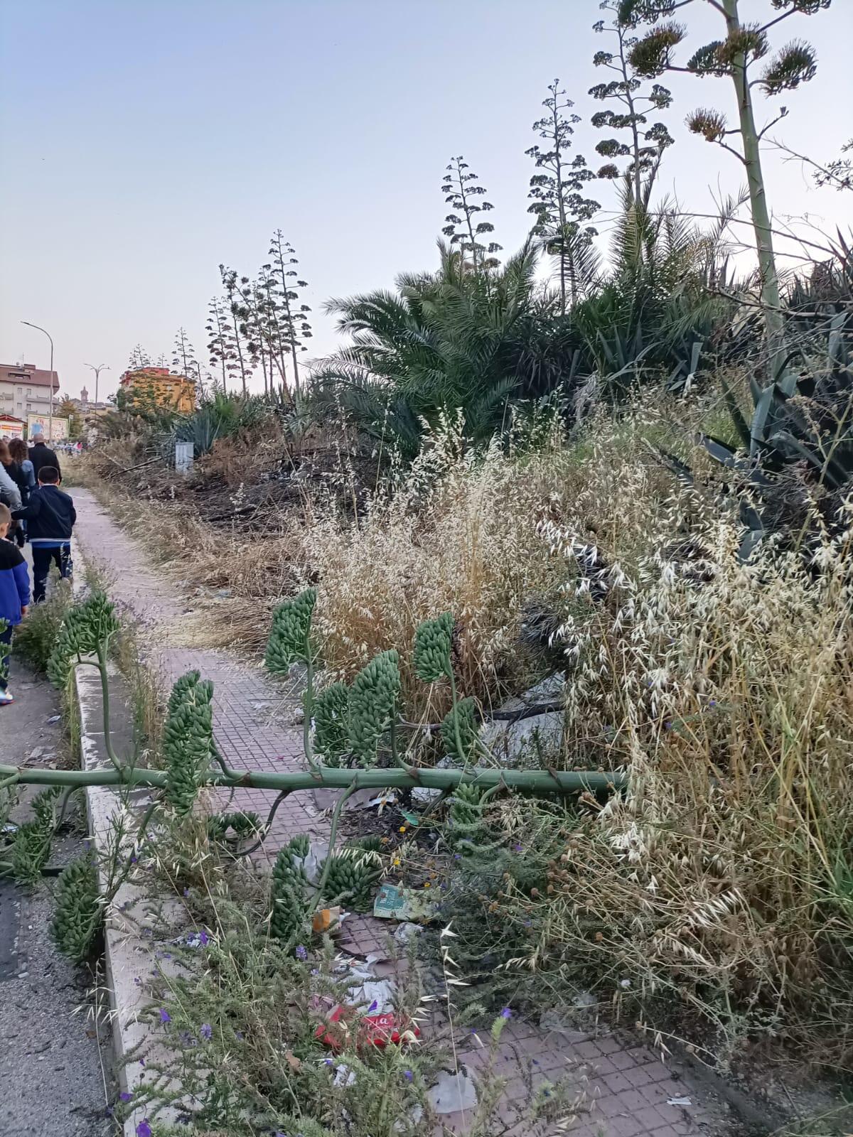 Scicolone (FI): “La processione della Madonna tra sterpaglie e l’assalto di insetti” - 