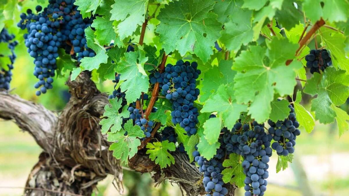 Dopo 30 anni la Sicilia avrà un nuovo piano vitivinicolo - 