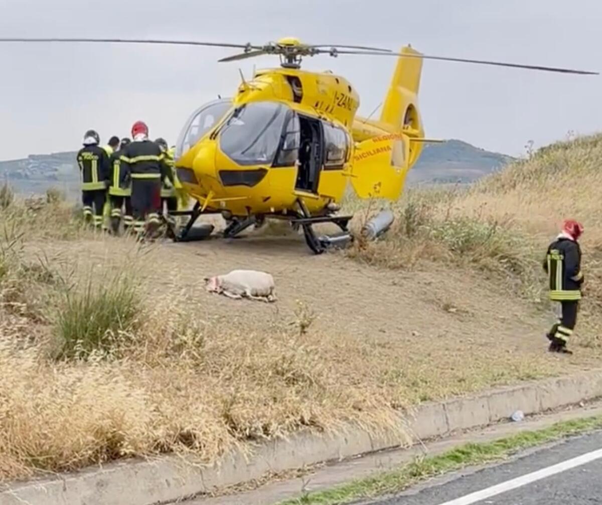 Singolare incidente sulla Ss 117: razzia di pecore - 