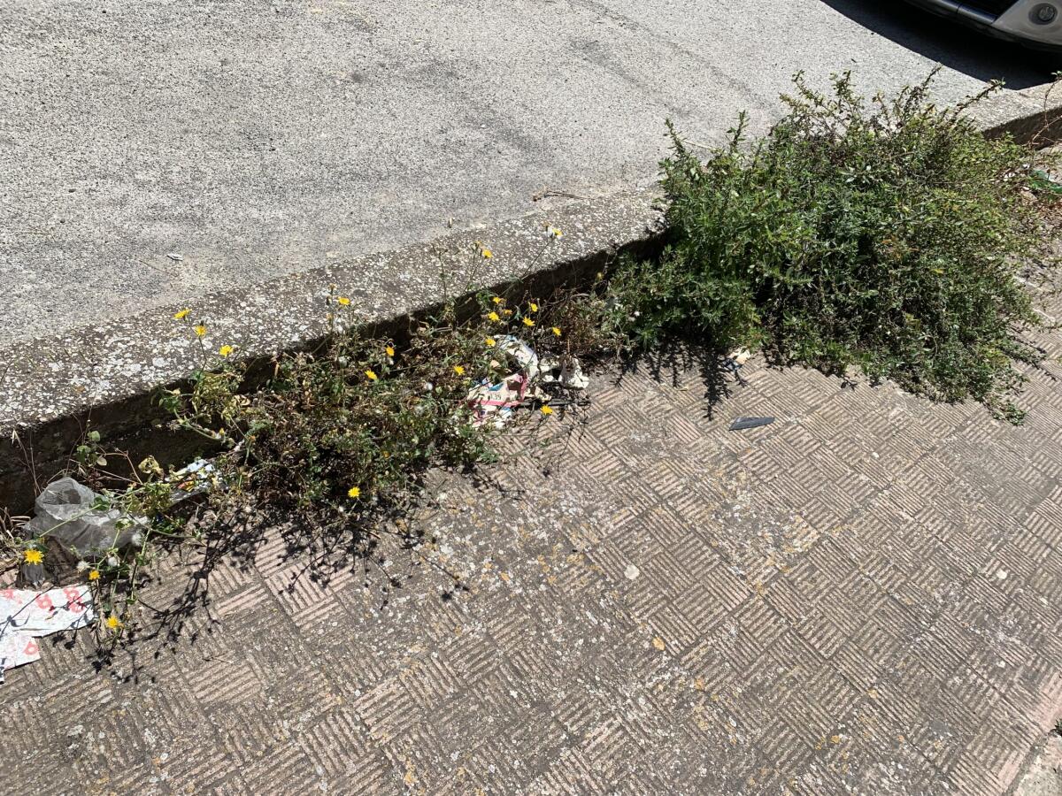 Un “bosco urbano” in via Pozzillo: l’area nel degrado - 
