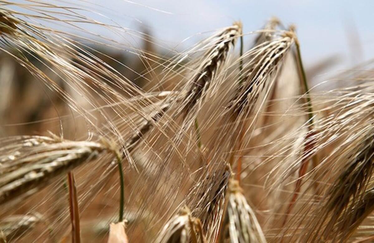 La zizzania in mezzo al grano come il male che cresce nel bene - 