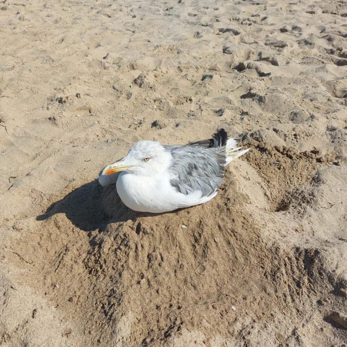 Gabbiano in spiaggia da 2 giorni ma nessuno interviene - 