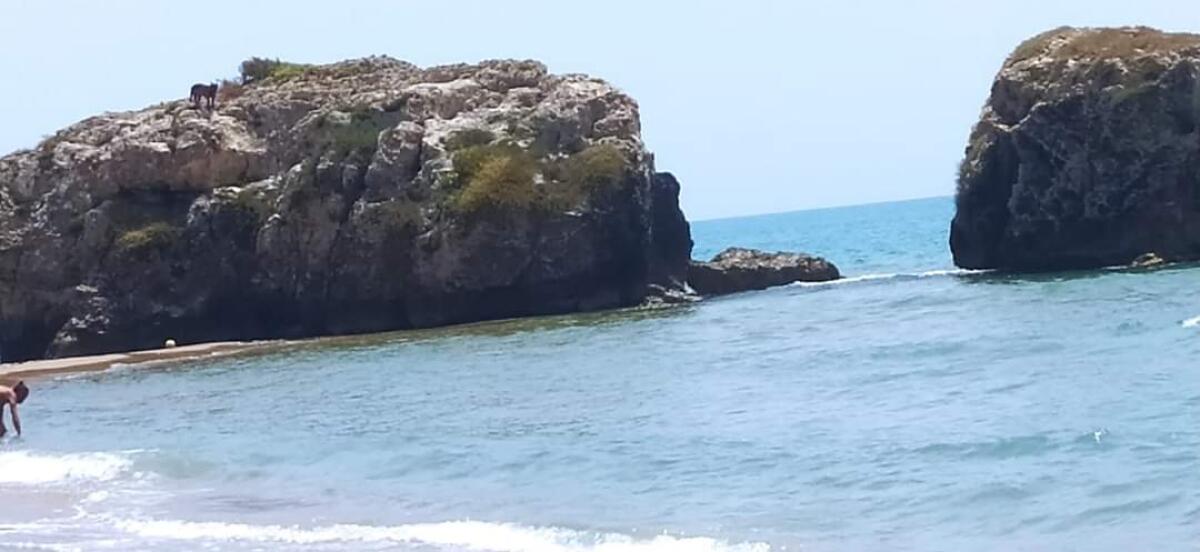 Uomo nudo passeggia in spiaggia a Manfria insieme ai suoi 2 cani -