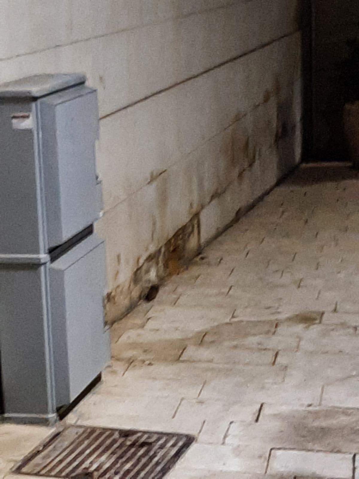 I topi ‘ballano’ davanti agli uffici comunali - 