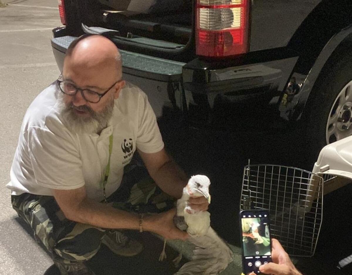 Il WWF salva due Gabbiani reali - 