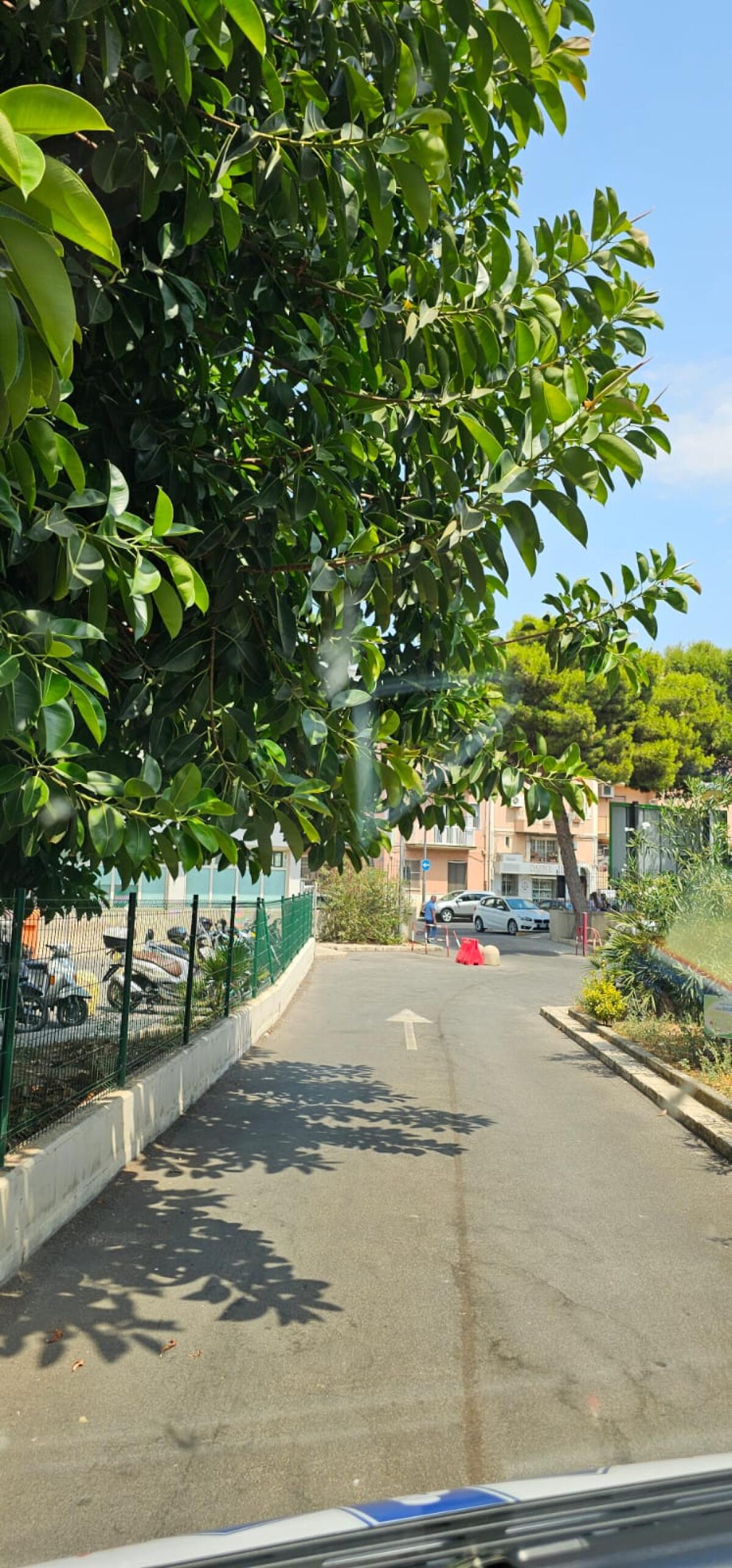L&#8217; omaggio degli alberi alle ambulanze - 