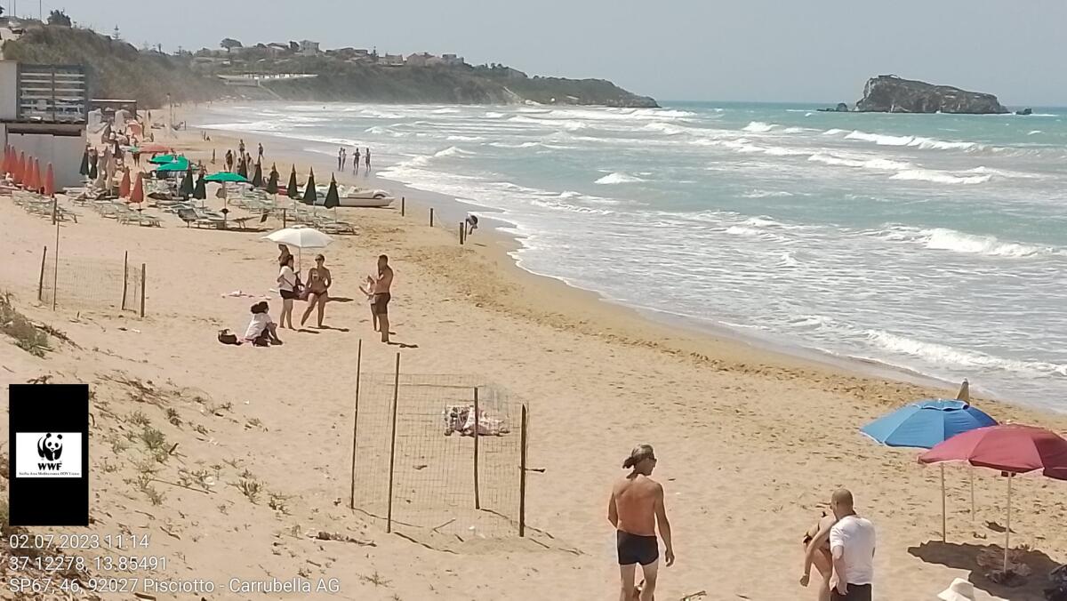 Si schiudono le uova delle tartaruga Caretta-Caretta - 