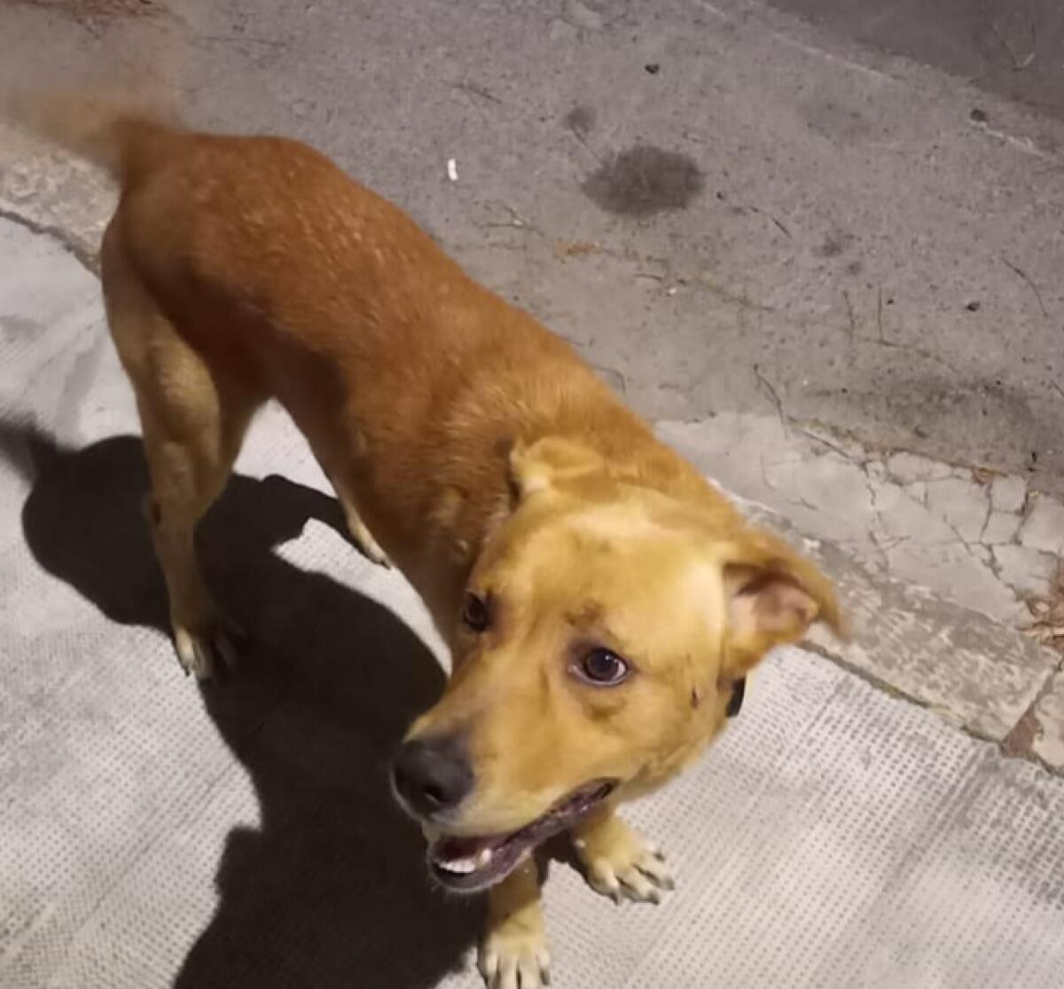 Cane smarrito in via Sabbioncello - 