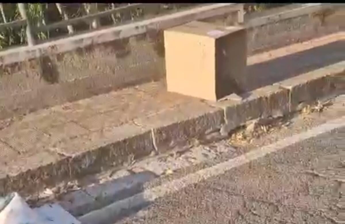 Il ‘funerale’ del cane abbandonato da morto in uno scatolone - 