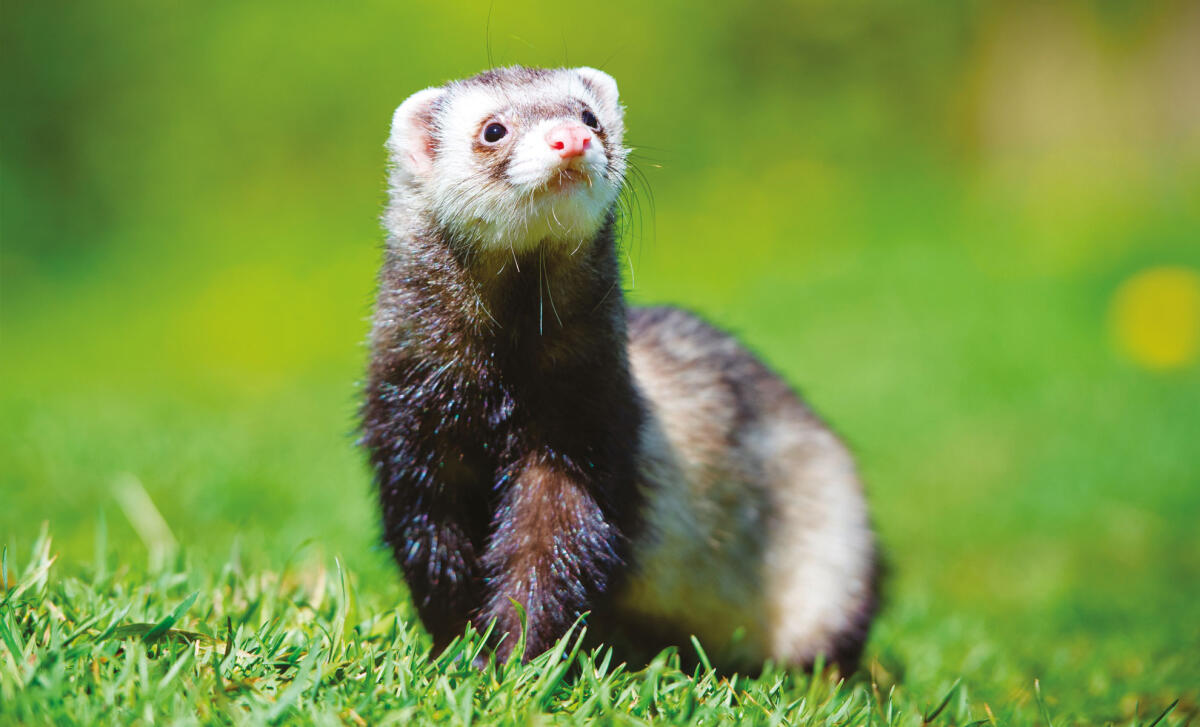 Wwf, Lipu e Italia Nostra chiedono il divieto del furetto per la caccia - 