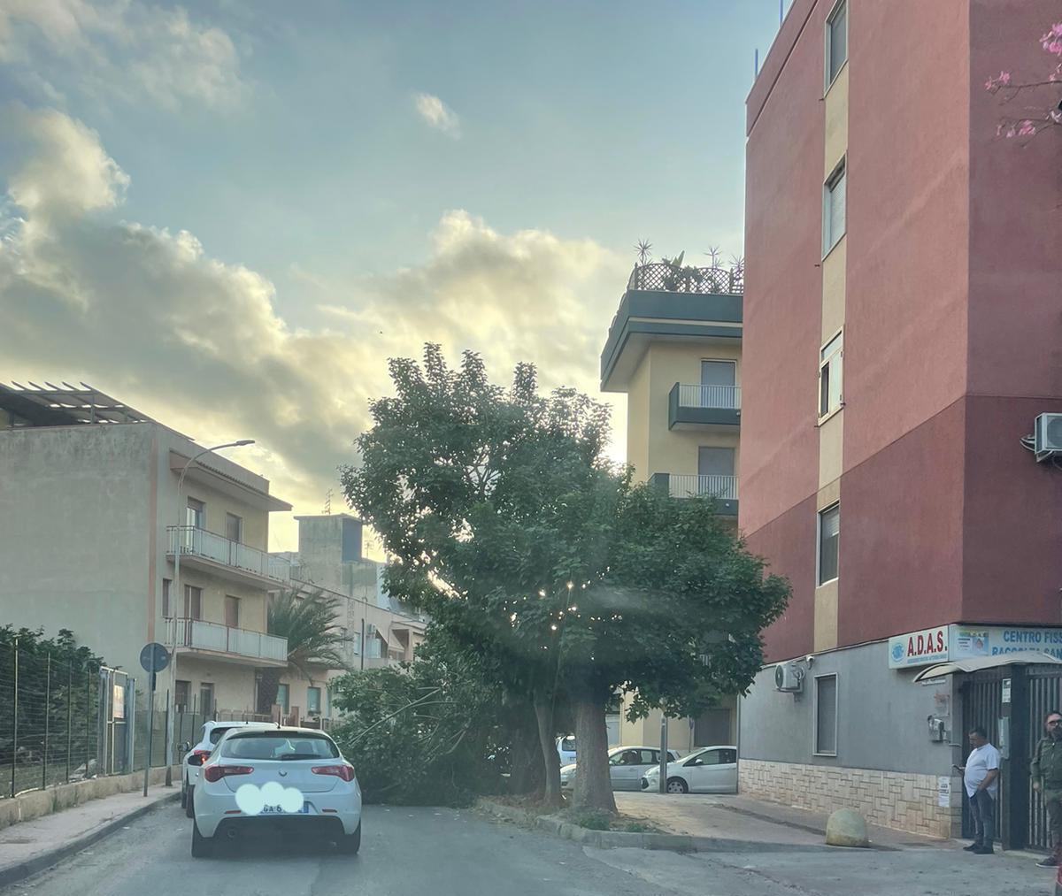 Cade un albero in via degli Appennini - 