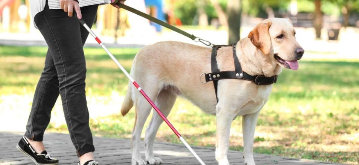 Brambilla: Sanzioni fino a 5000 euro per chi viete l&#8217;ingresso ai cani guida - 