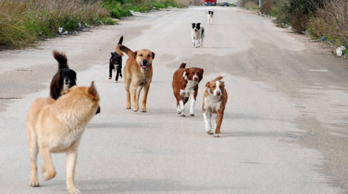Messaggio solidale in difesa degli animali randagi - 