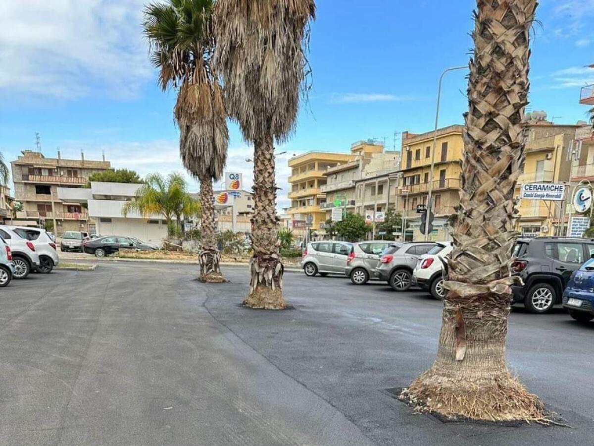 Asfalto sugli alberi. Dal Comune: &#8220;i lavori non sono completi&#8221; - 
