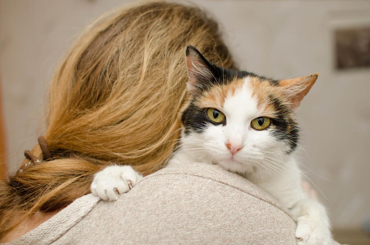 “Questa sera esco con un gatto” -