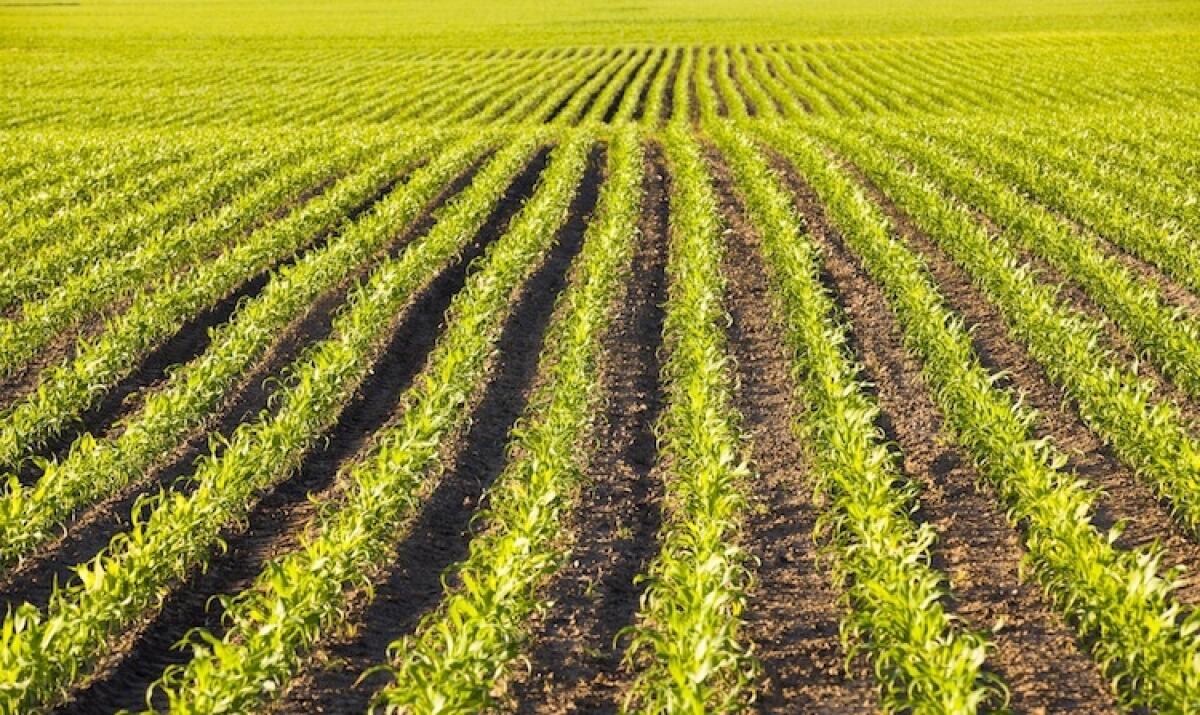 Consorzio di bonifica sempre nella bufera -