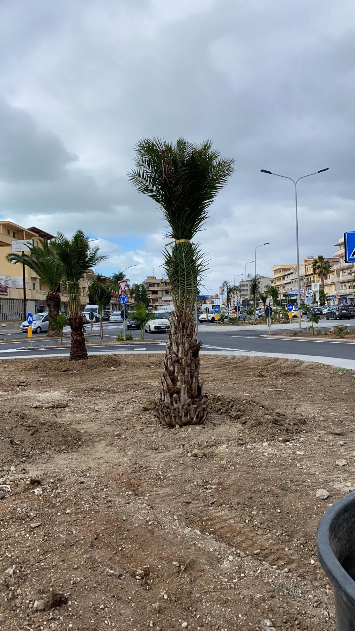 In via Venezia commerciante arrabbiato blocca piantumazione palme - 