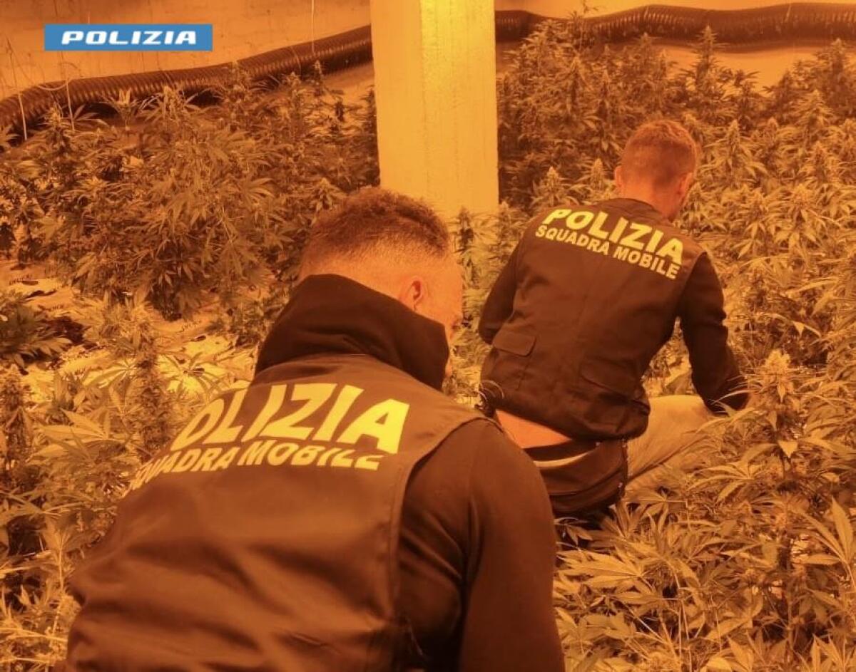 A Niscemi sequestrati 140 kg di marijuana, la polizia arresta un uomo di 76 anni - 