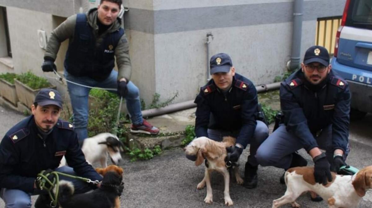 Cani malnutriti e al freddo, niscemese denunciato dalla polizia - 