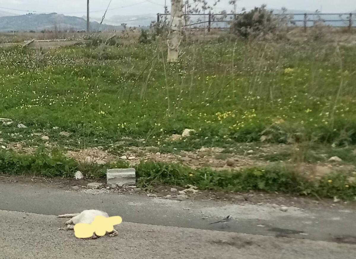 Animale morto per strada e non rimosso - 
