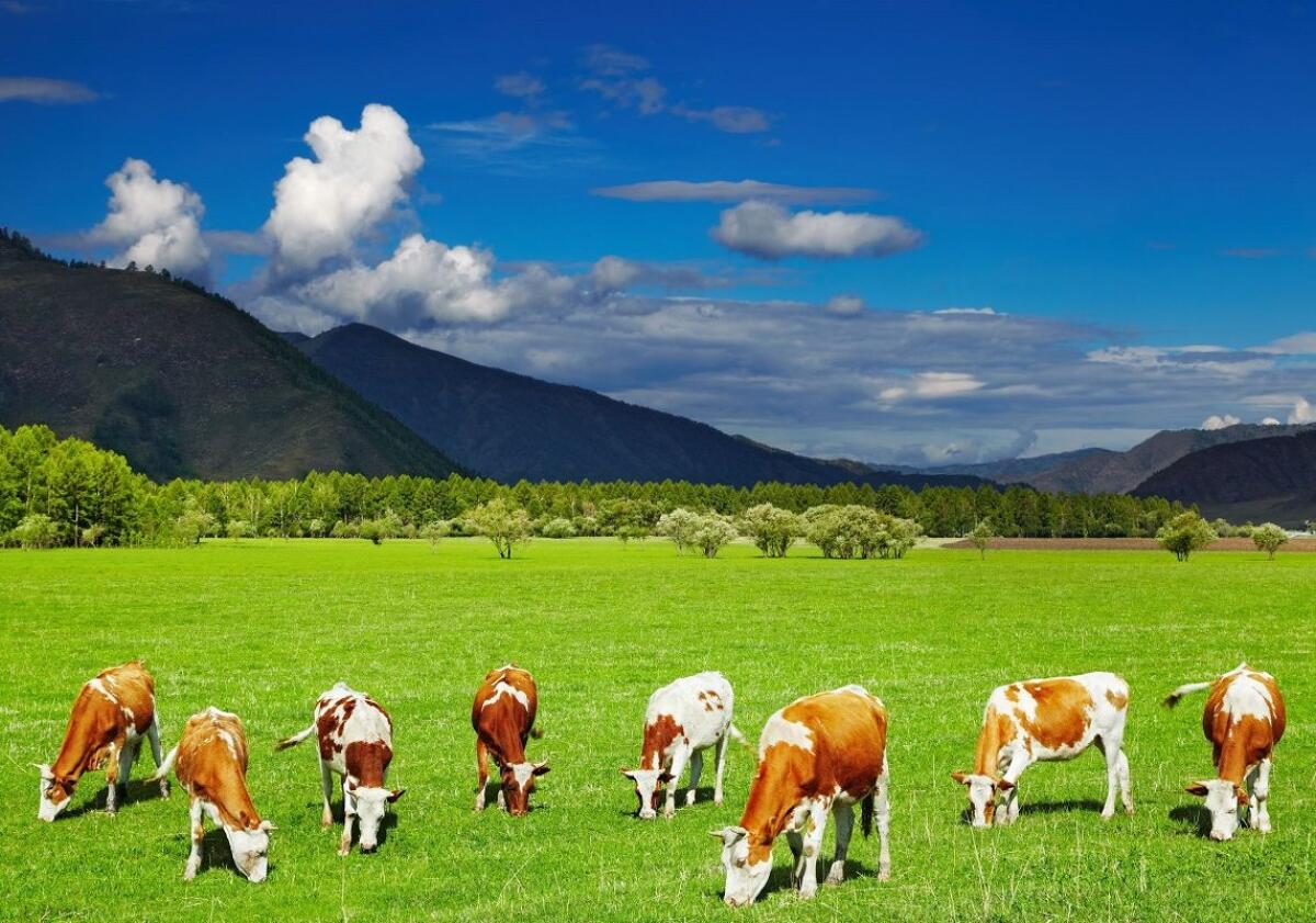 La Regione dichiara lo stato di crisi del settore zootecnico - 14624712 - mountain landscape with grazing cows and blue sky