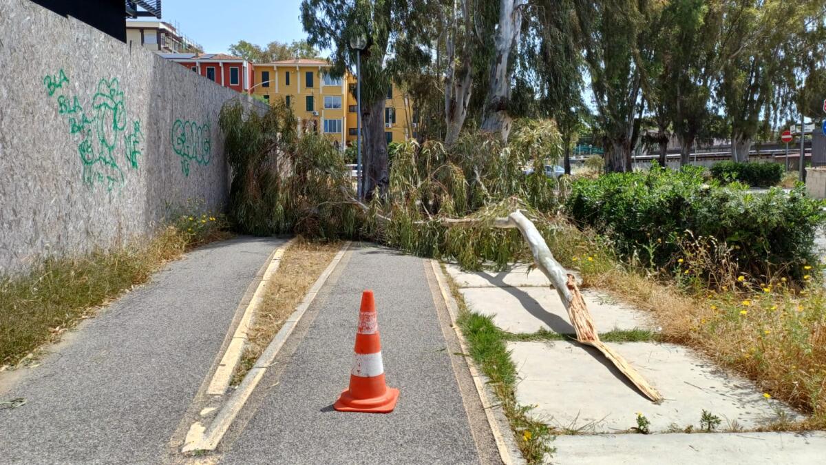 Ramo cade dall’albero mentre passa anziano in bicicletta -