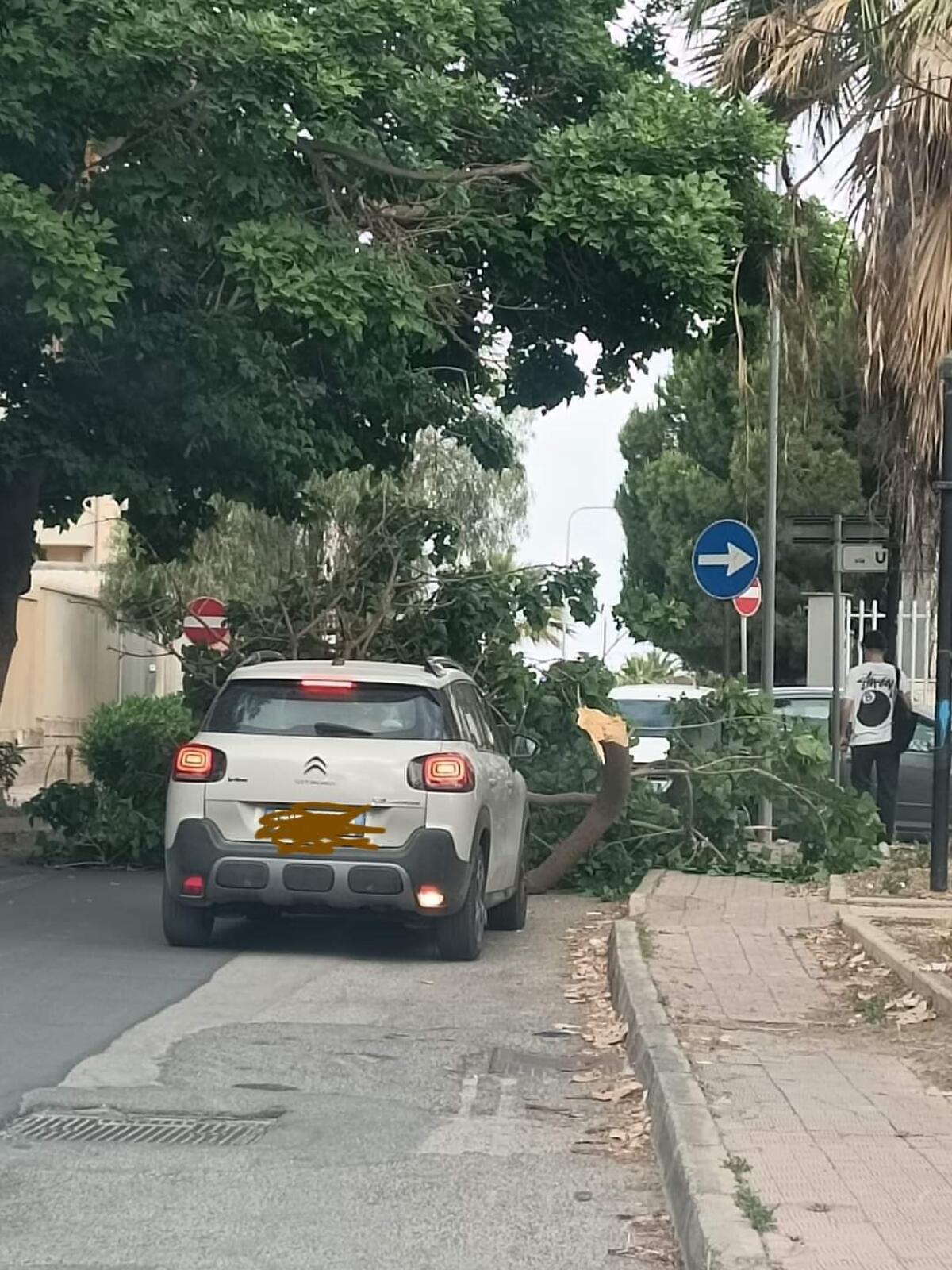 Cade un albero a Caposoprano -