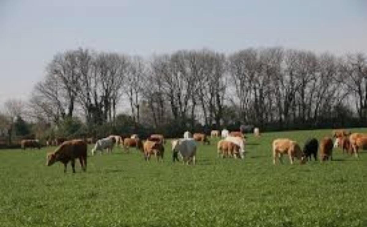 Regione: 10 milioni di euro per l’acquisto diretto di foraggi -