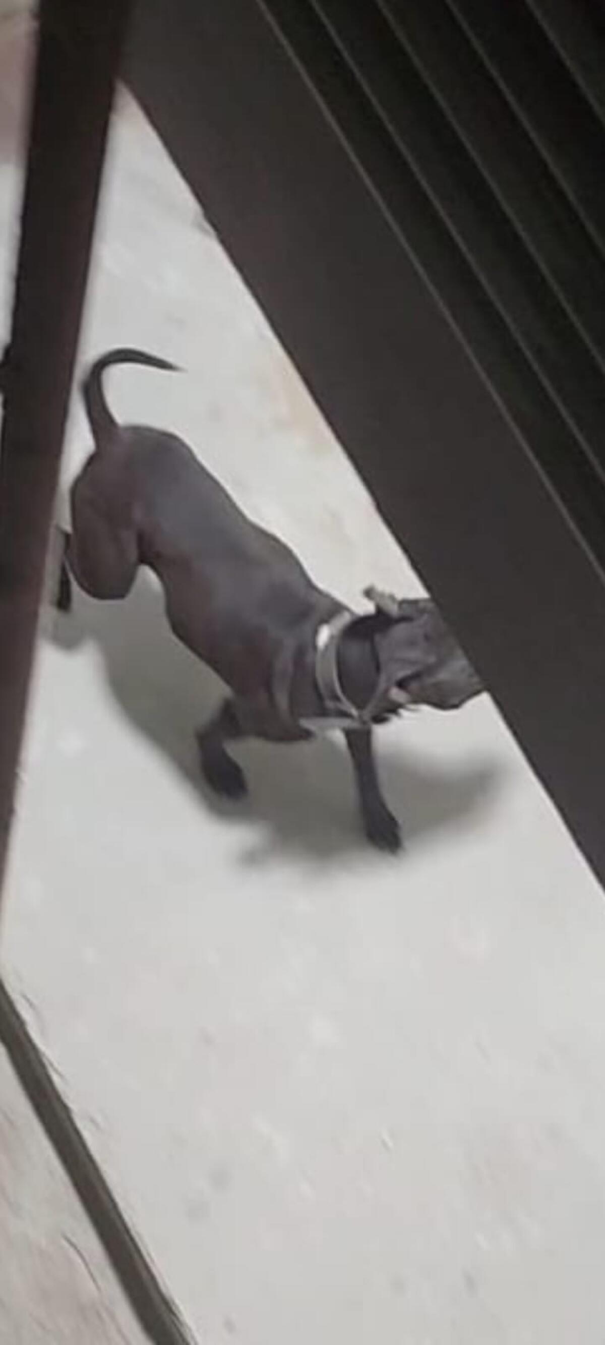 Pitbull aggressivo per le vie di Macchitella -