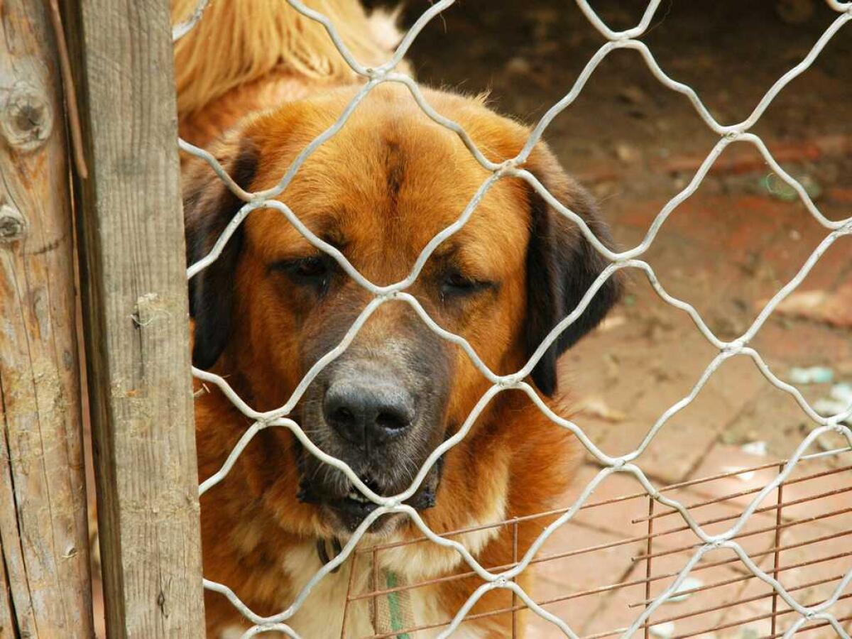 Piano di contrasto al randagismo a Delia -