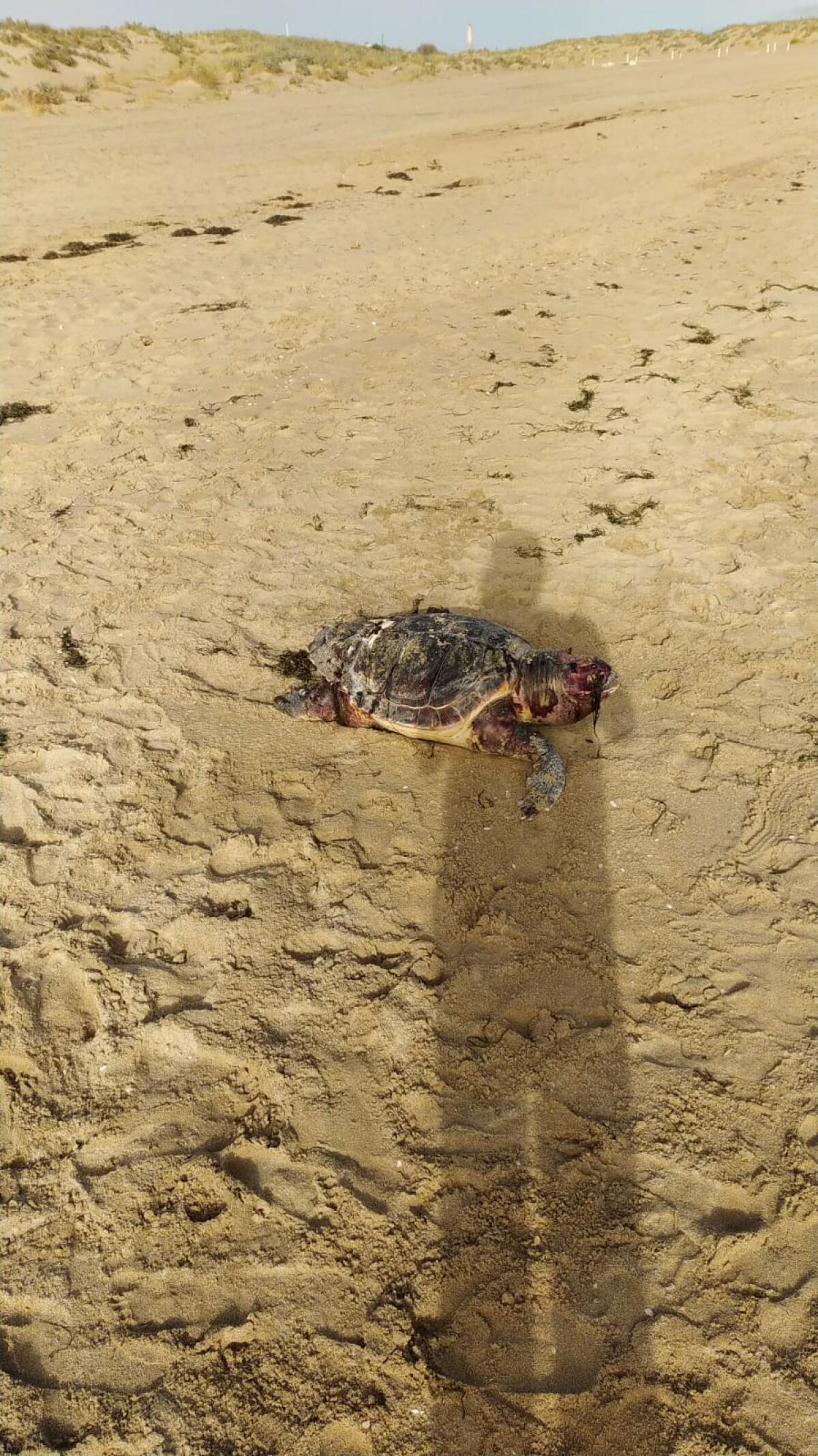 Tartaruga spiaggiata al Lungomare -