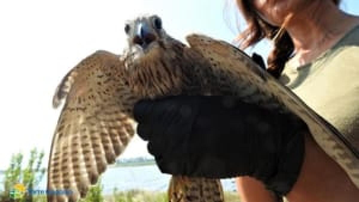 WWF: nel Nisseno è allarme volatili in difficoltà - 