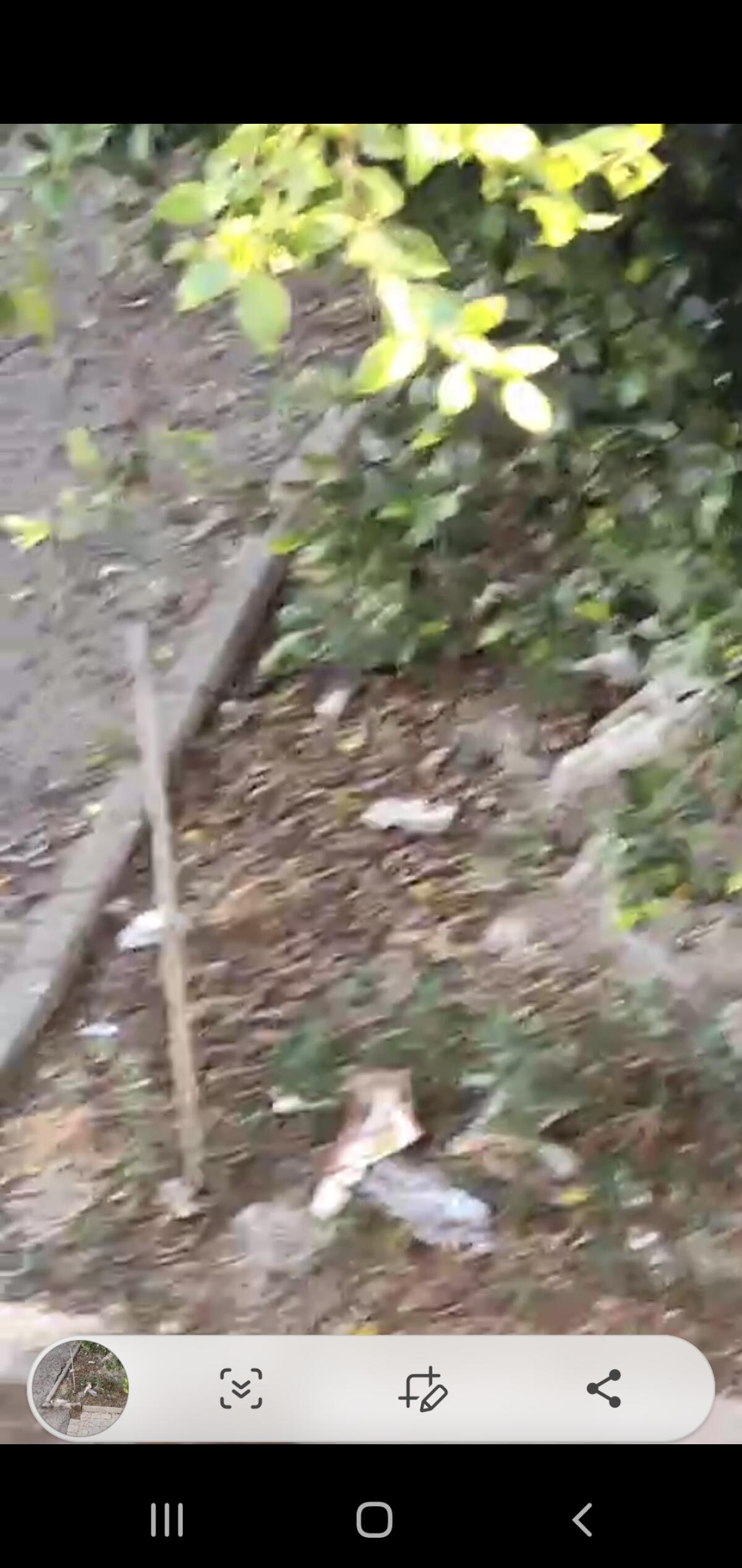 Serpenti tra le sterpaglie di via San Alfredo - 