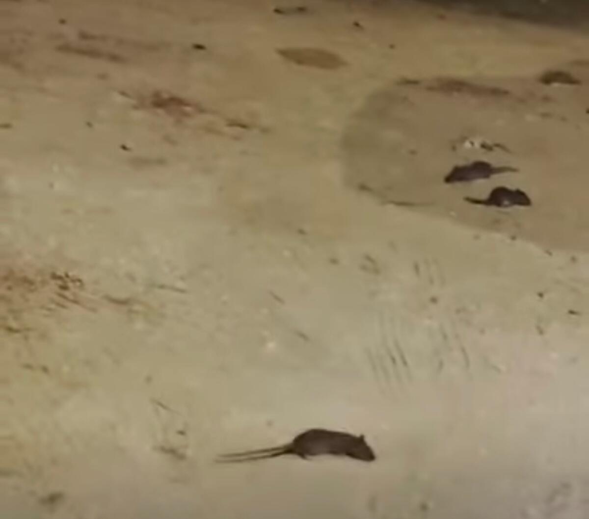 I topi del Lungomare e il sindaco che invita i gelesi a lavare in casa i panni sporchi - 
