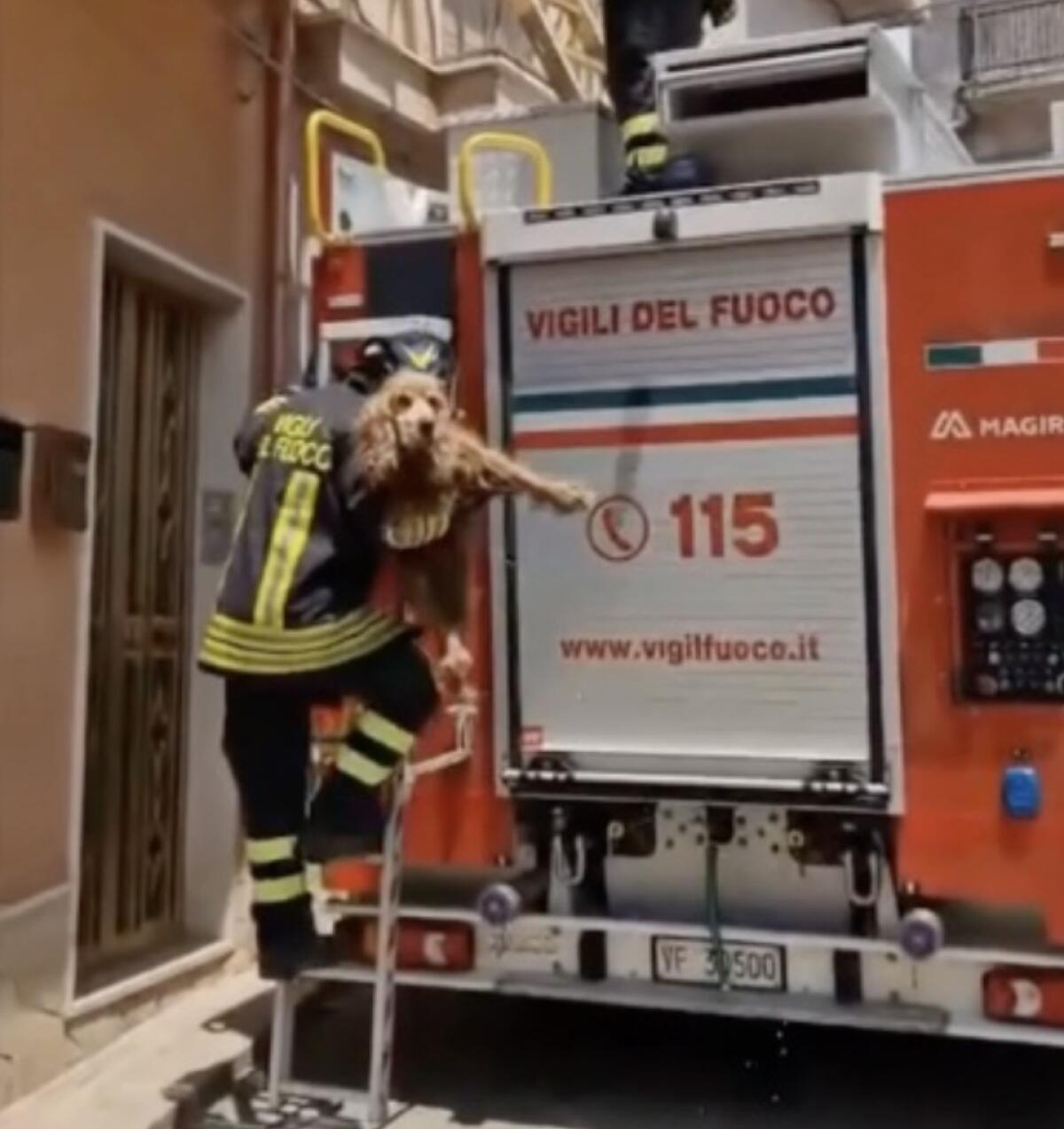 Denunciata per maltrattamento ad animale -