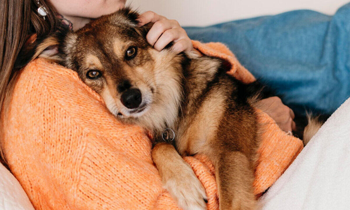Delia: a settembre servizio di anagrafe degli animali - 