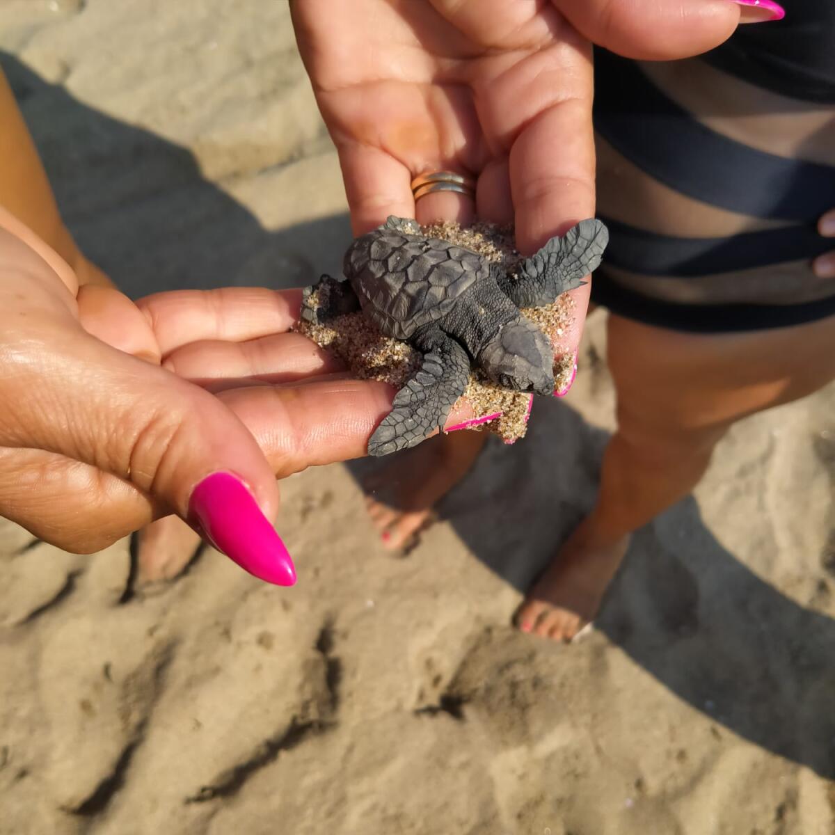 Scovato un nido di tartarughine caretta – caretta -