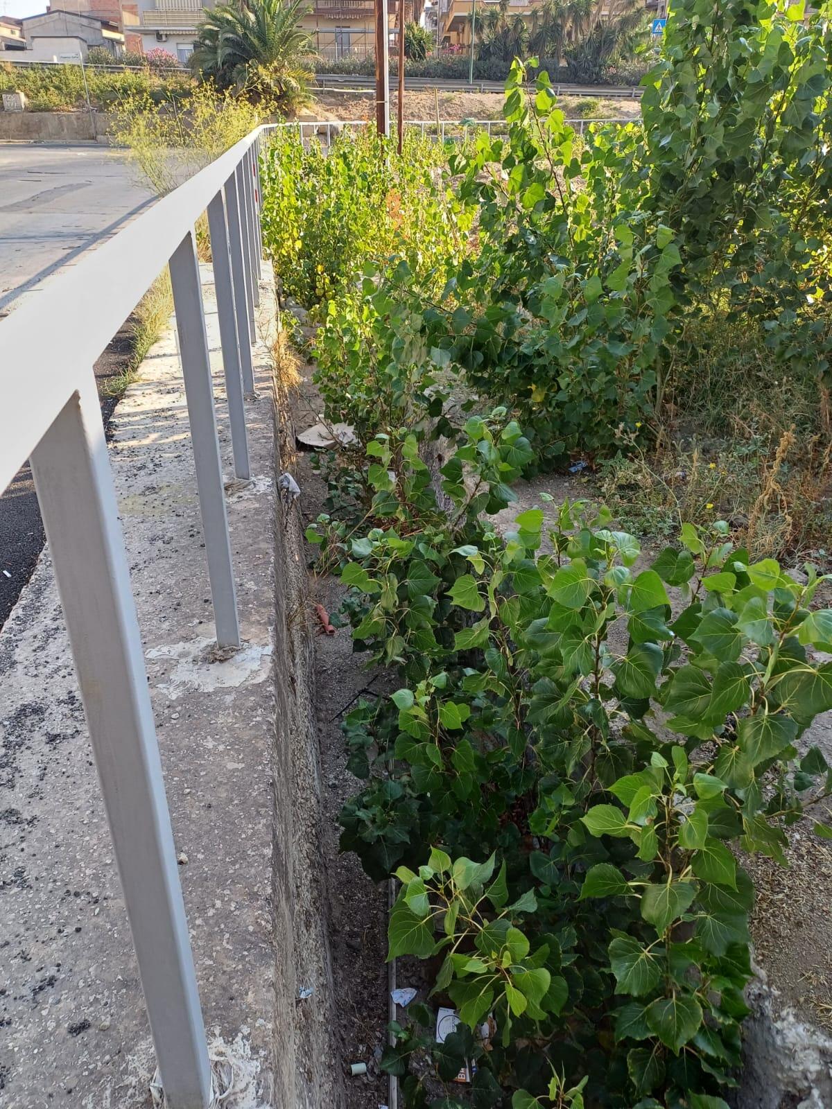 Dentro il cavo di via Paci erbacce alte come alberi:l’Sos dei residenti -