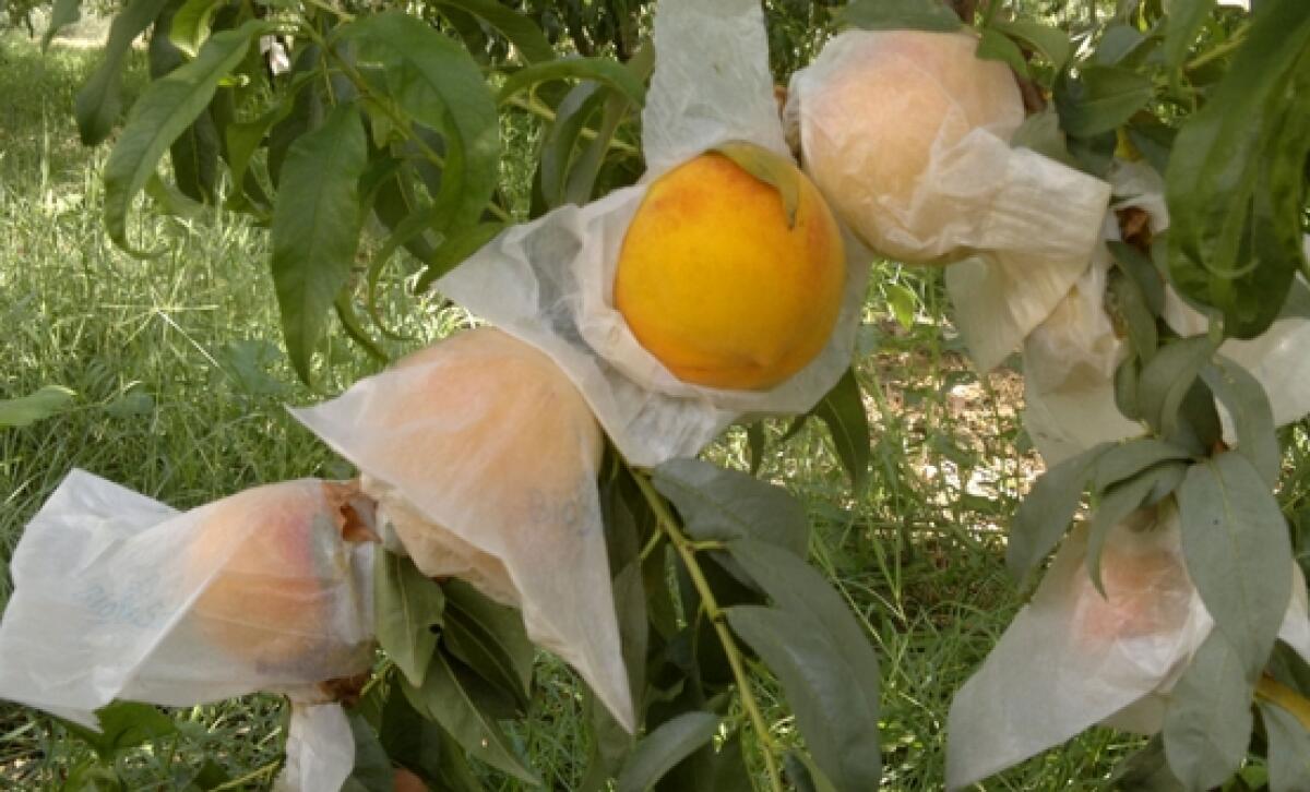 Il Consorzio tutela della pesca di Leonforte presenta il sito istituzionale - 