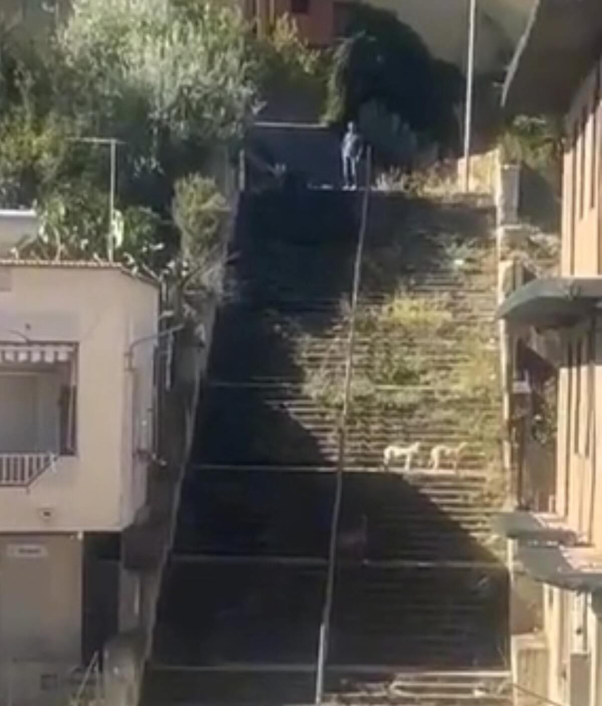 Torna l&#8217;incubo dei cani randagi - 