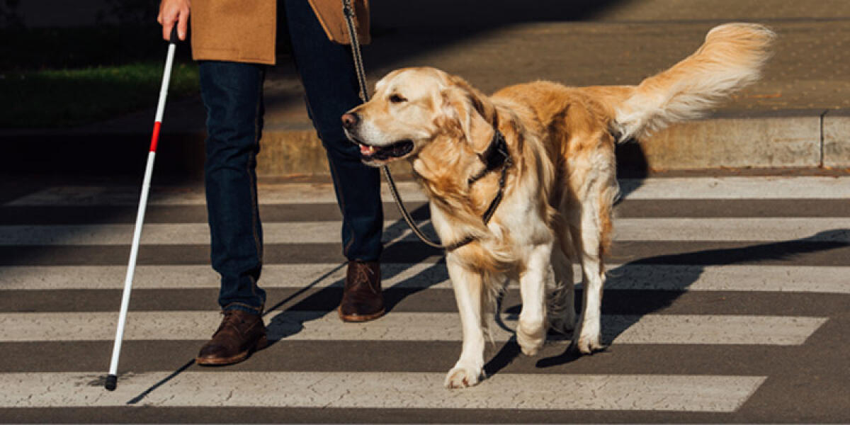 Passeggiata con i cani guida - 