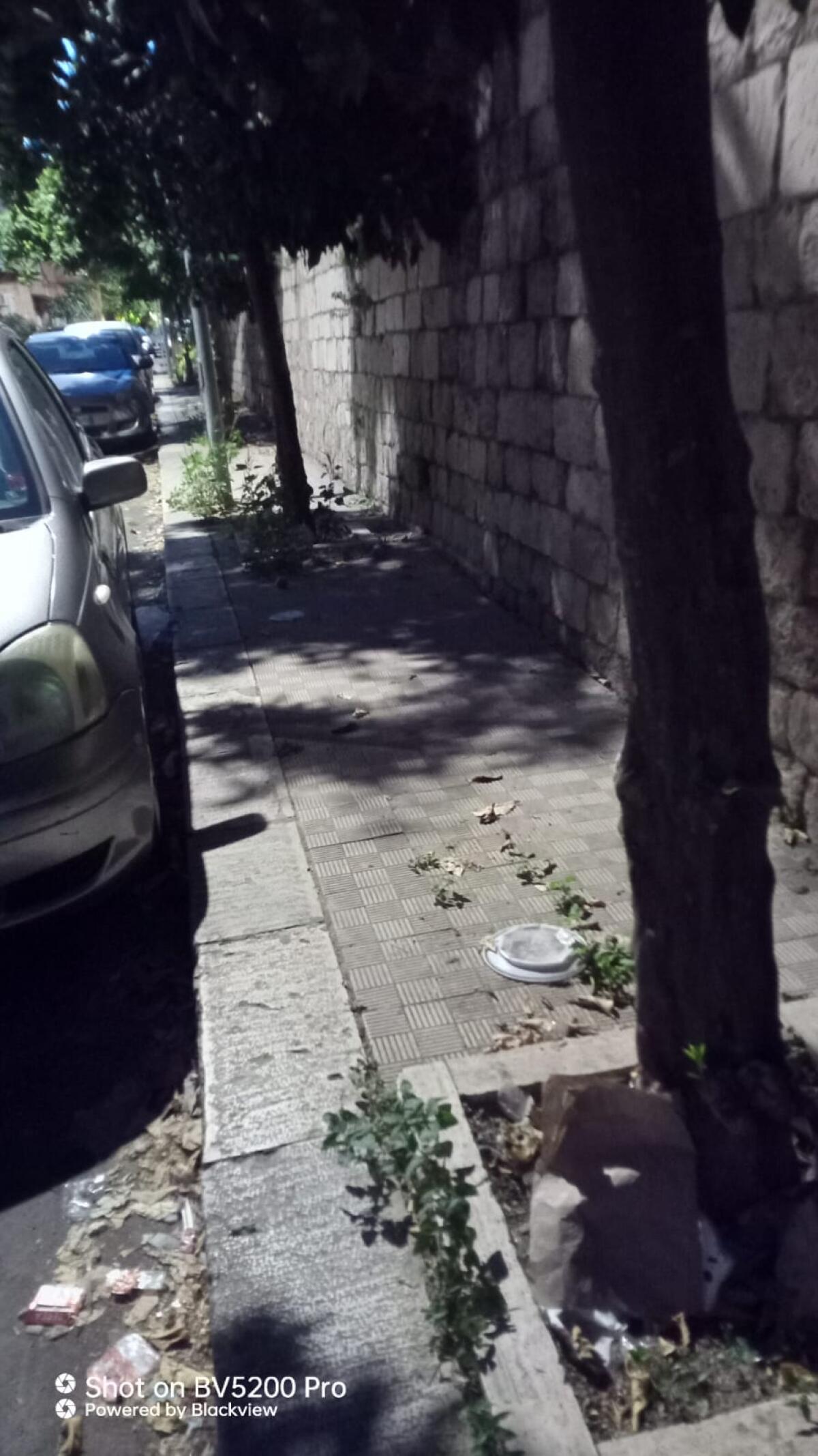 Invasione di topi nel quartiere Ospizio Marino - 