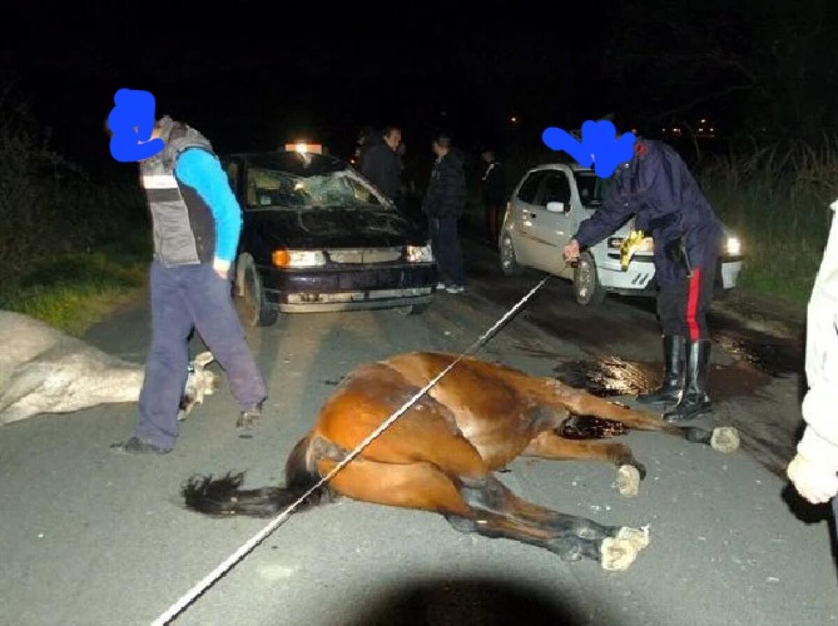 Auto guidata da giovane gelese si scontra con un cavallo -