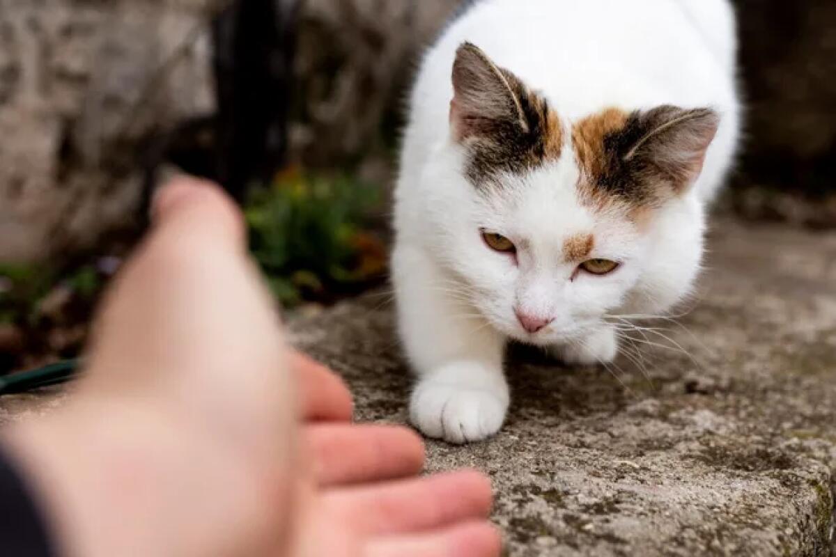 Approvato il nuovo Regolamento comunale per la tutela e il benessere degli animali -