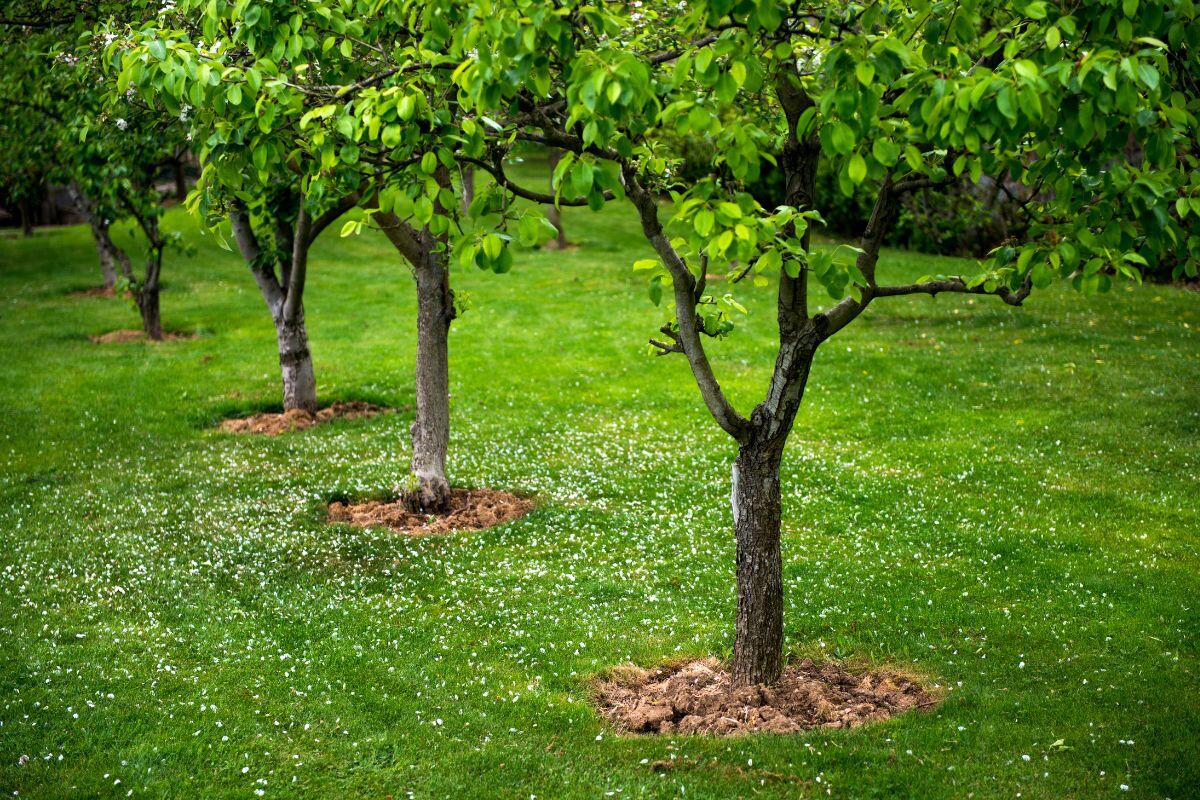 Centinaia di alberi a dimora, nel fine settimana, in gran parte della Sicilia - xr:d:DAFOvQoE3y0:228,j:45822421809,t:23012516