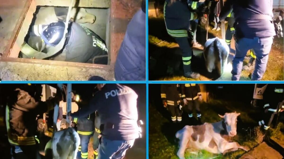 Vitello cade in una vasca, Polizia e vigili del fuoco lo recuperano e lo salvano -