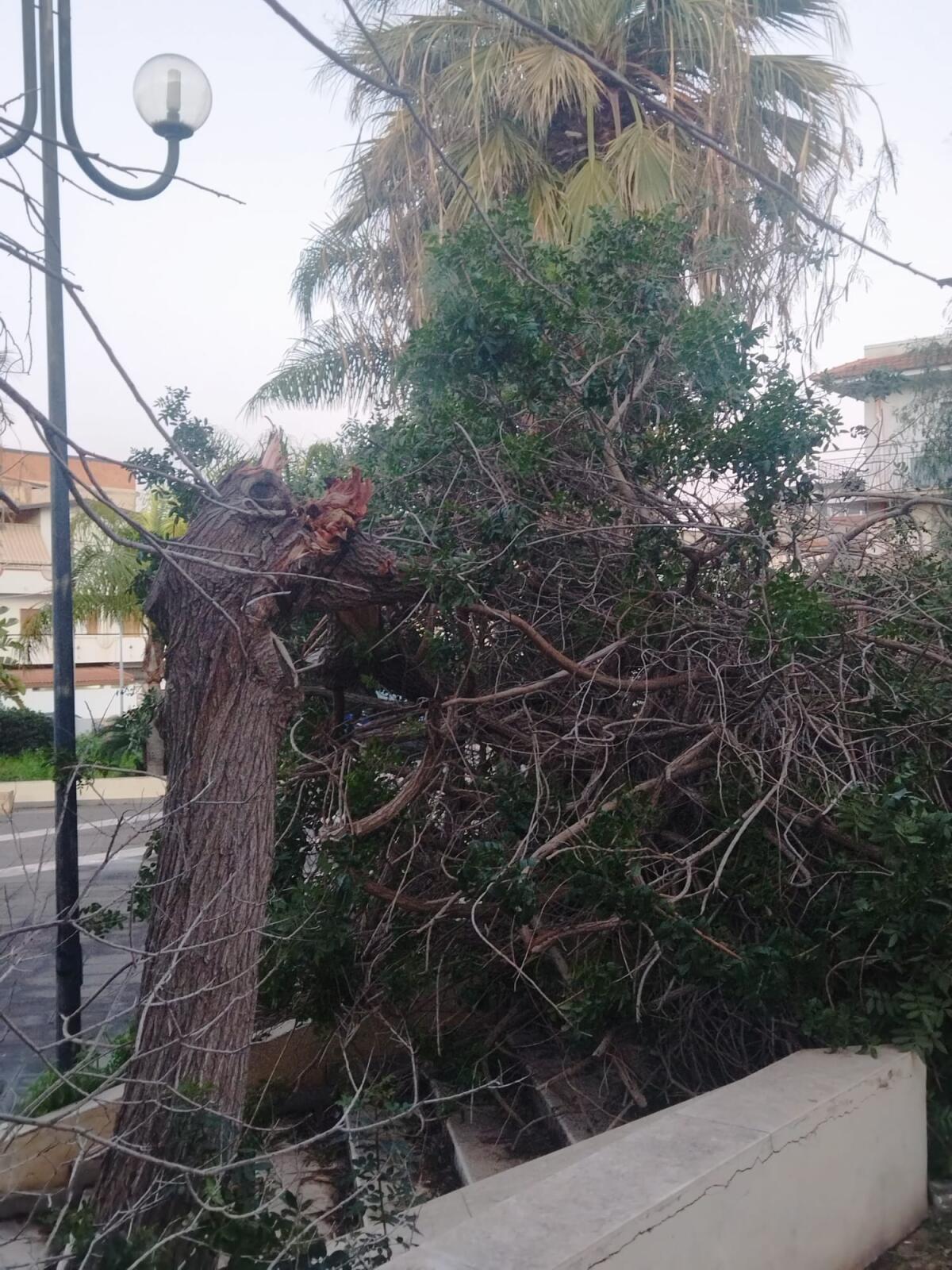 Albero spezzato dal vento a Fondo Iozza -
