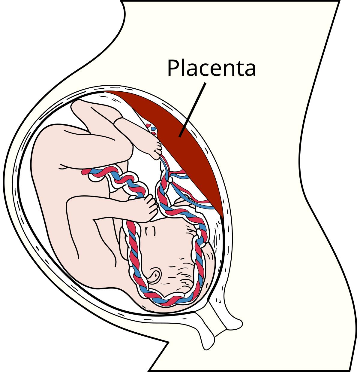 Screening di massa sulle placente, le scatole nere di alcune malattie. Ok dal governo -