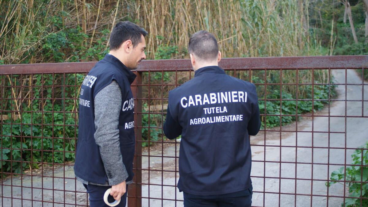 Frode comunitaria, confisca nel Nisseno -